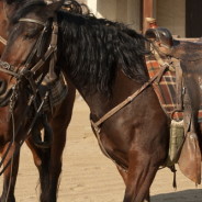 How to Get Started in Cowboy Action Shooting